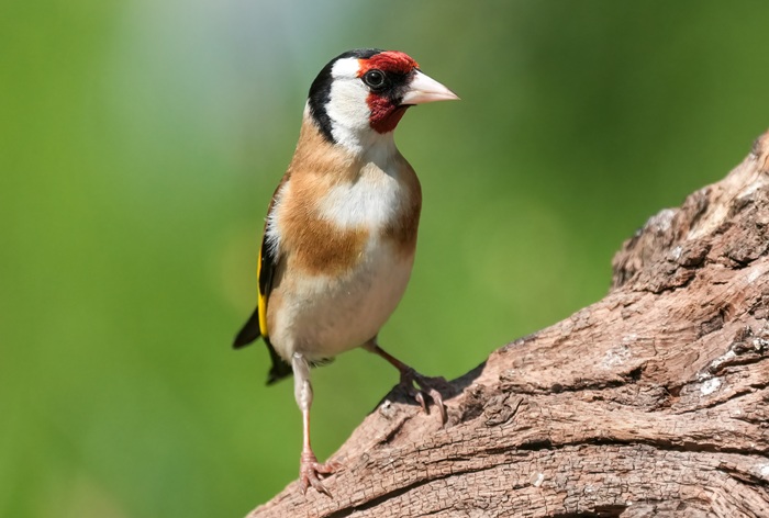 cardelius cardelius