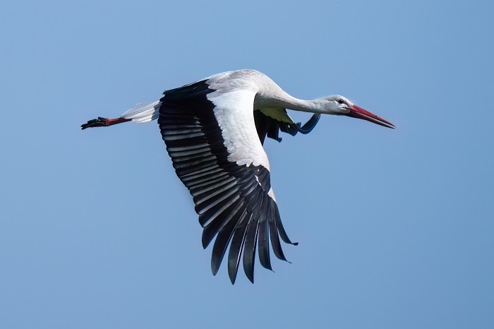 Storch