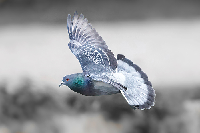 fliegende Strassentaube