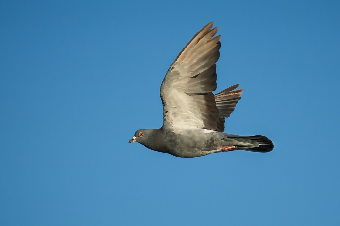 strassentaube im flug