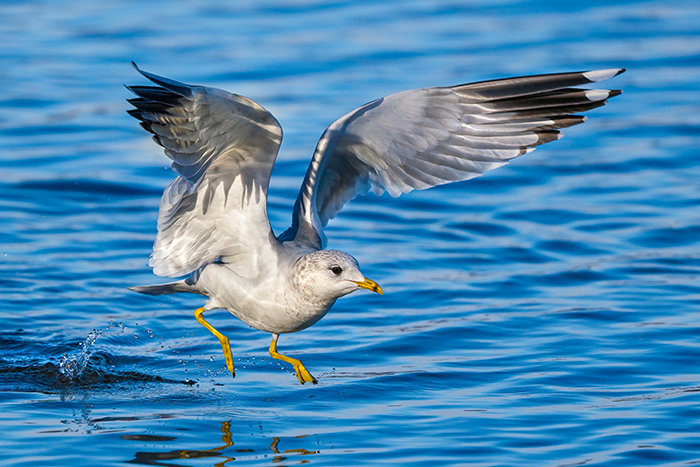 fliegende Sturmmoewe