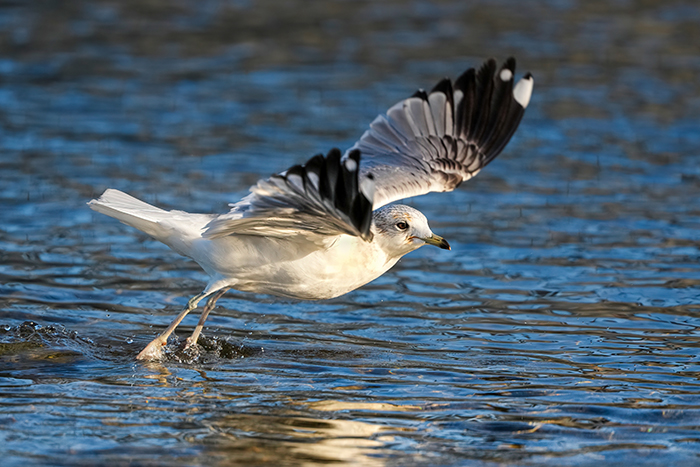 fliegende Sturmmöwe