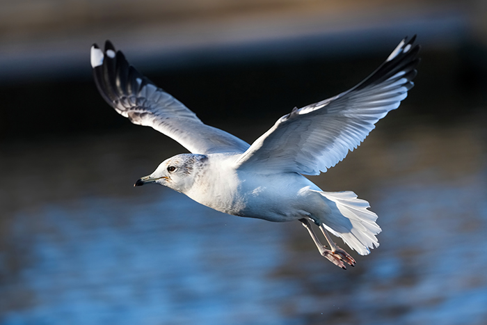 fliegende Möwe