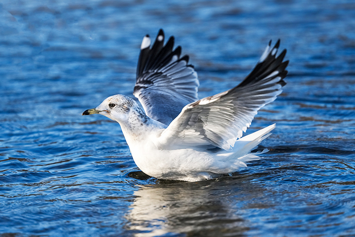 Sturmmöwe im Abflug