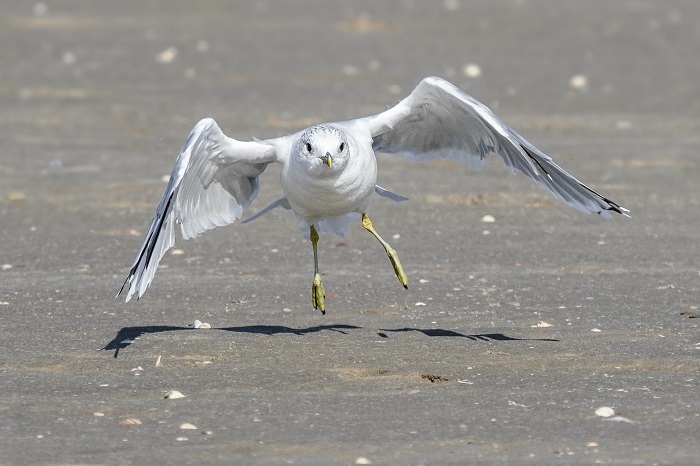 Strummöwe im Anflug