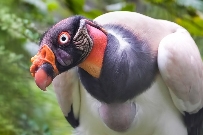 Greifvögel Südamerika Geier