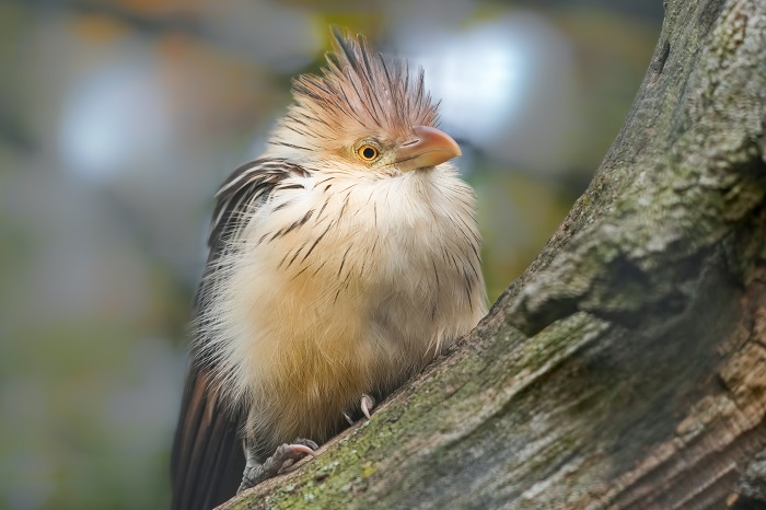 Häufige Vögel Südamerika