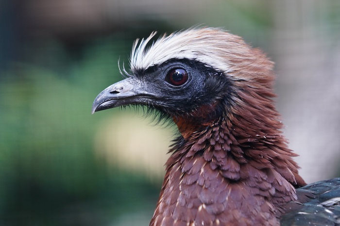 Südamerika Vögel Vogelarten