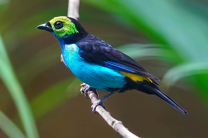 tropenvögel beobachten