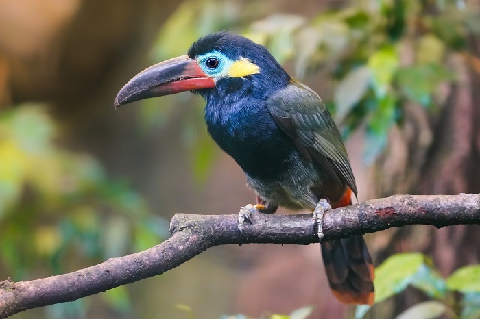 Tropenvögel