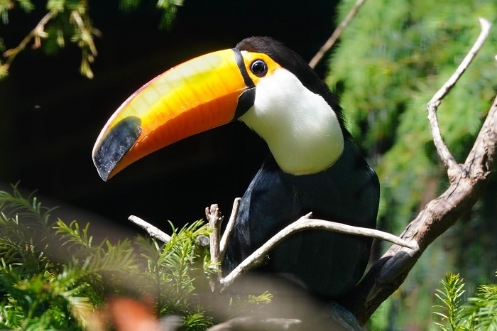 Tropische Vogelarten