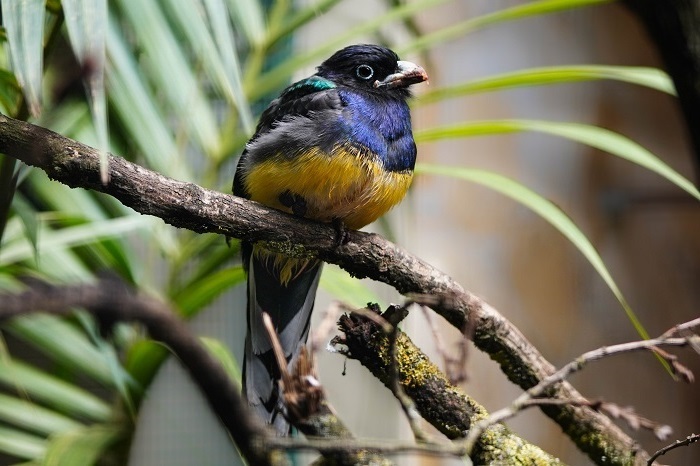 Tropische Vögel