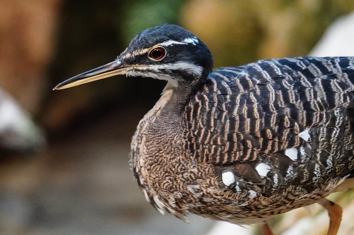 Tropische Vogelarten