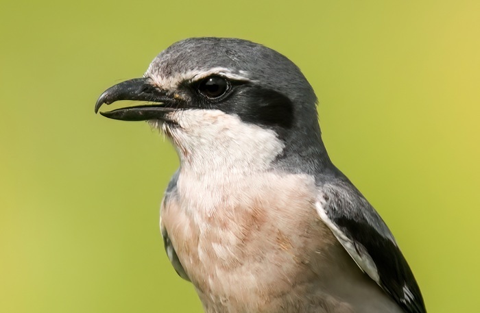 Südlicher Raubwürger