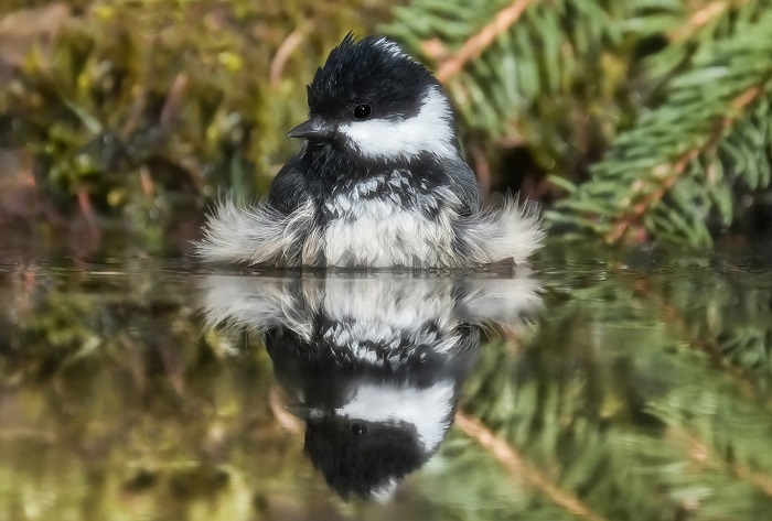 Vogel Fotoversteck