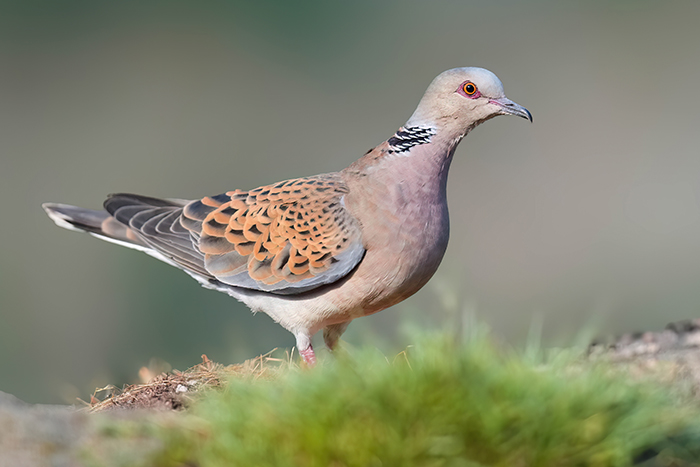 Taubenarten Deutschland