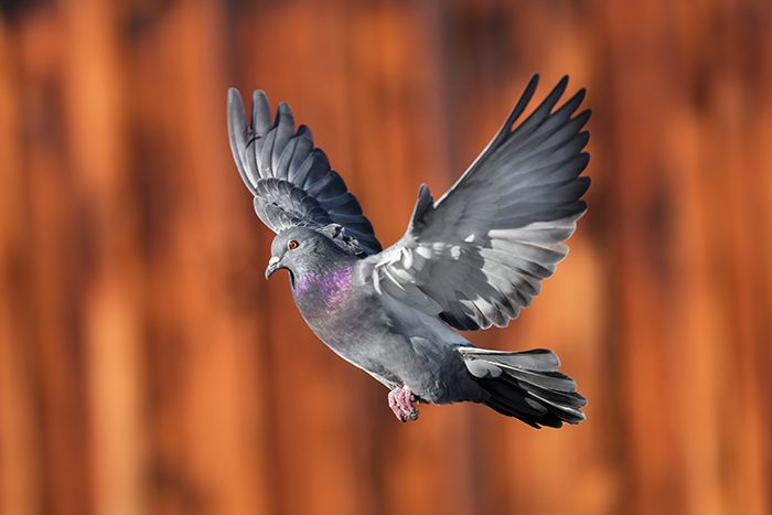 fliegende Strassentaube