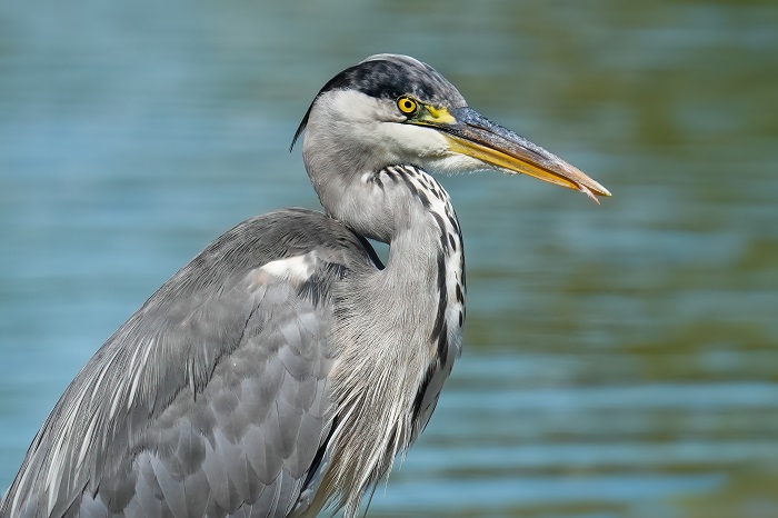 Vögel Bayern