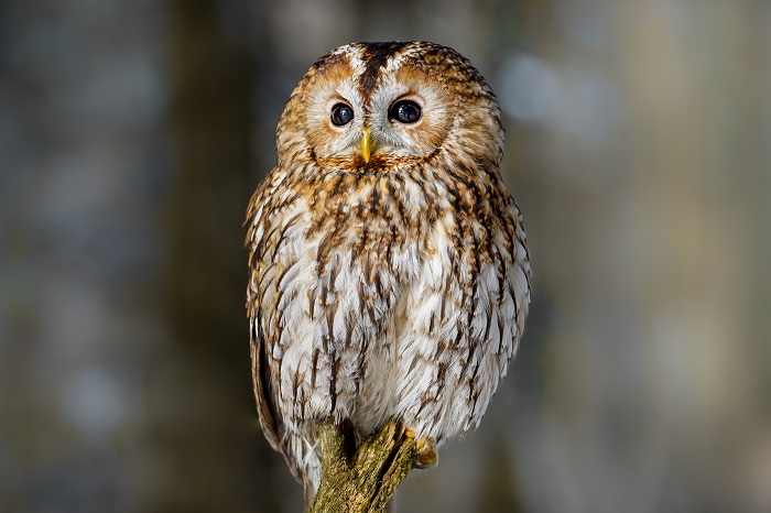 Vogelarten Bayern