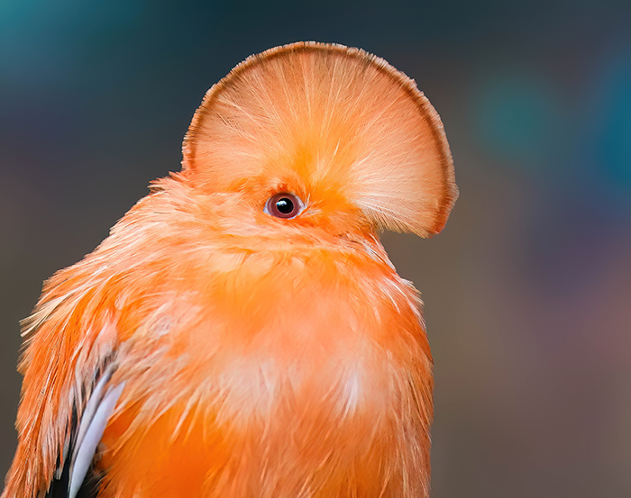 Rupicola rupicola