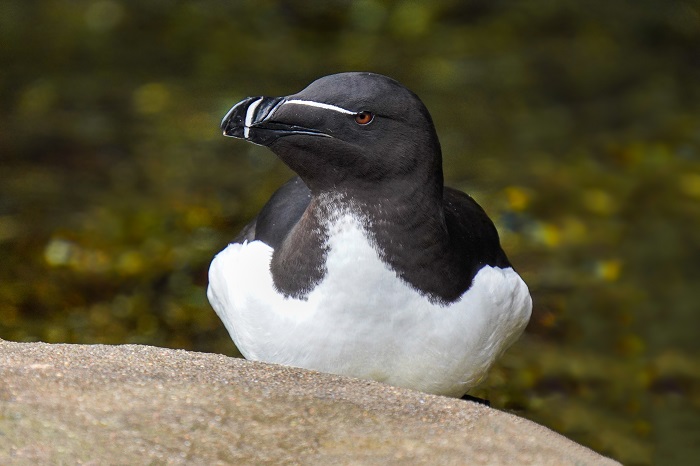 Tordalk