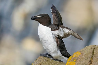 Tordalk