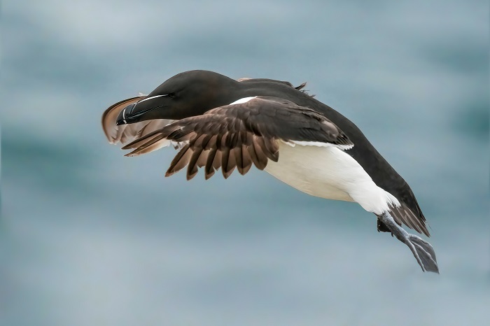 Vögel Isle of May