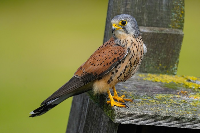 Turmfalke Männchen
