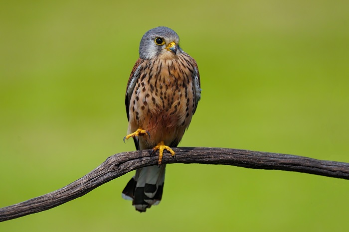 Turmfalke
