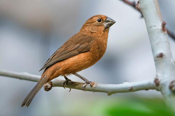 Ultramarin Bischof Weibchen