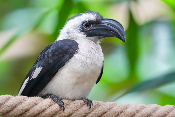 Van der Decken Toko Weibchen