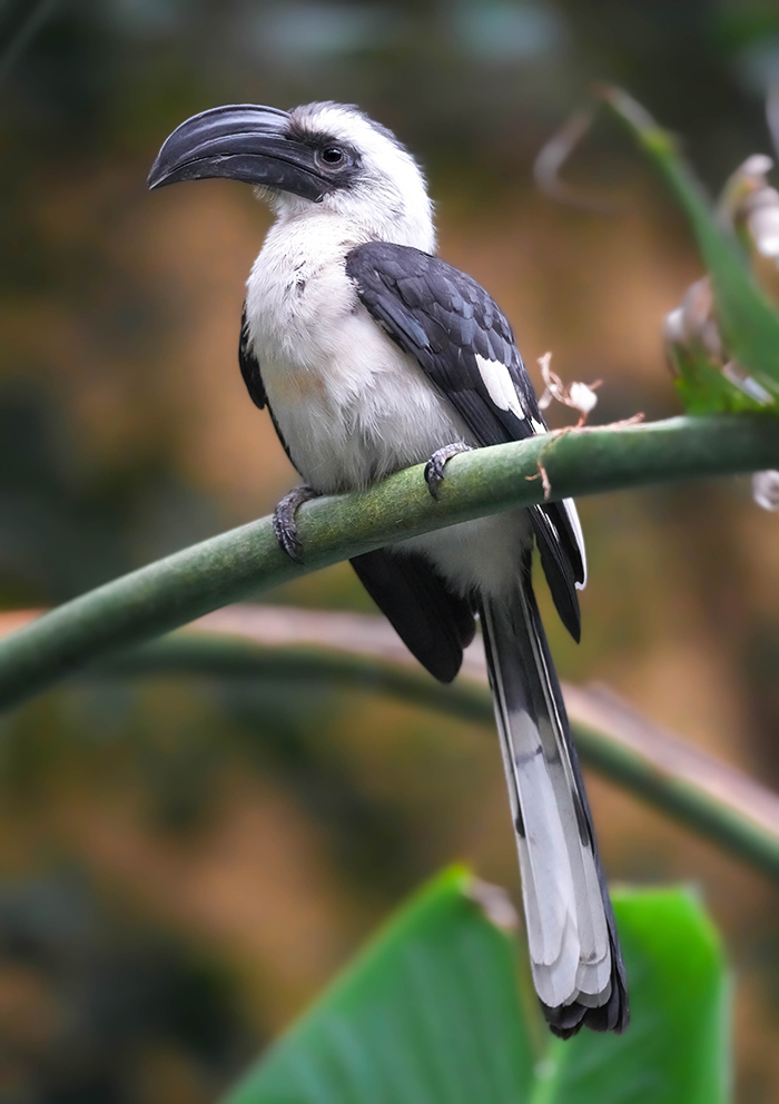 Van der Decken Toko Weibchen