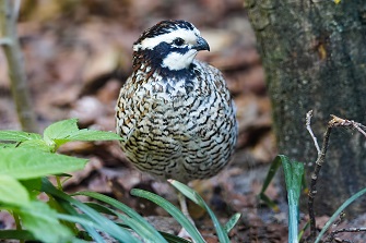 Virginiawachtel