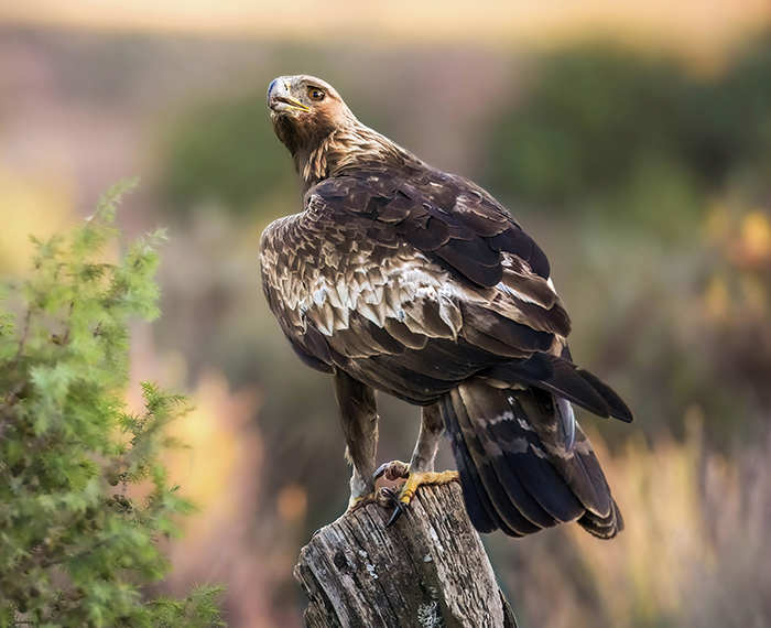 Ansitzfotografie Steinadler