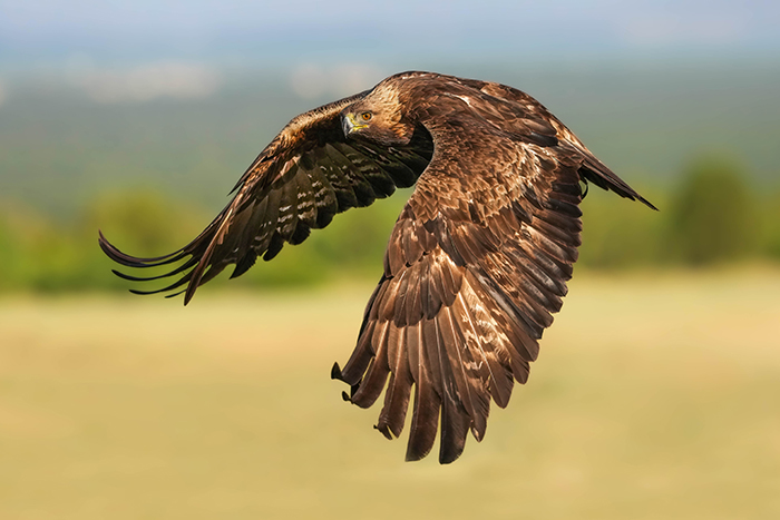 Adler fotografieren