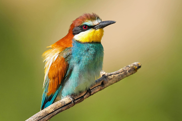 Vögel fotografieren Spanien