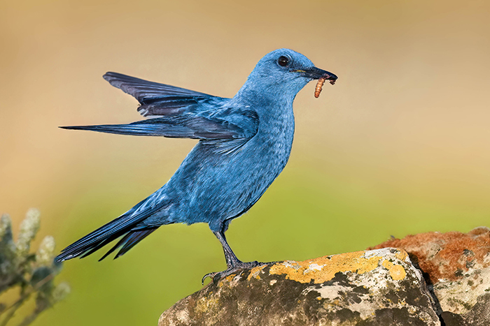 Vögel fotografieren