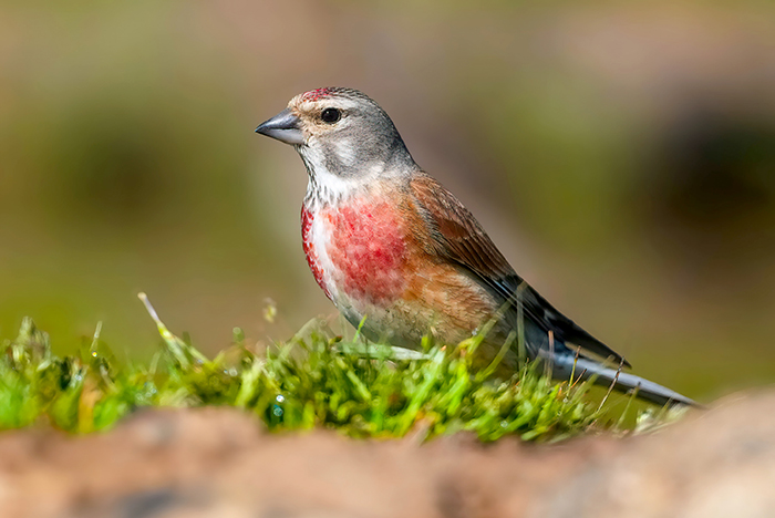 Vögel in Spanien fotografieren