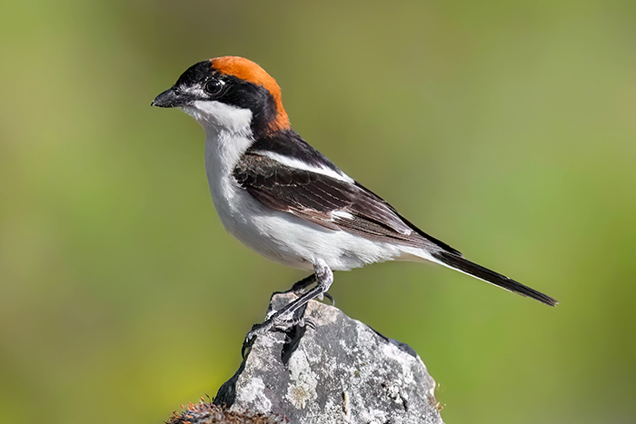 Vögel Spanien