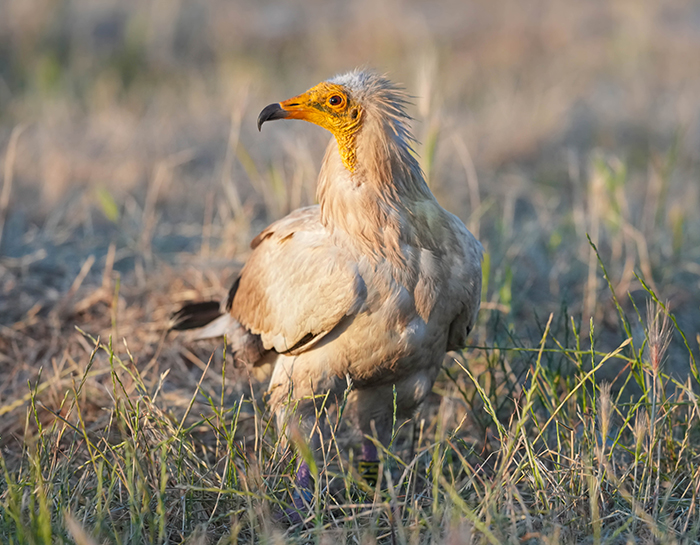 Vögel fotografieren Spanien