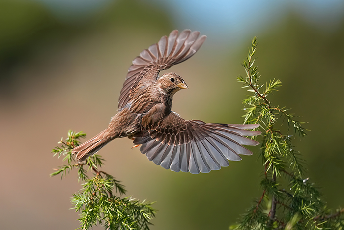 Vögel Spanien Vogelarten