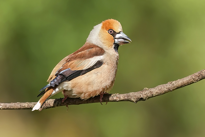 Vögel Vogelarten Spanien