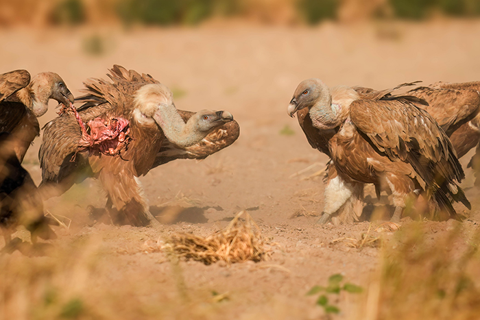 Vogel Ansitzfotografie Spanien