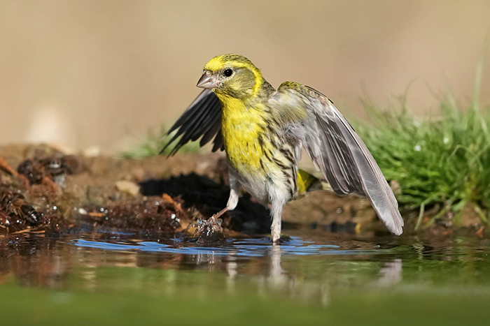 Vogel Ansitzfotografie