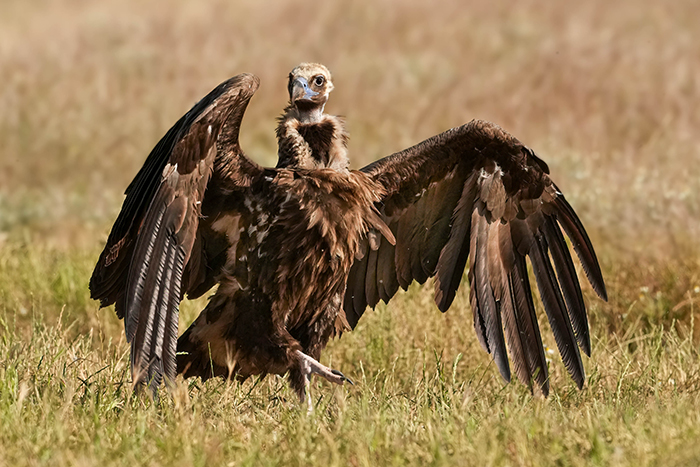 Vogelfotografie Spanien