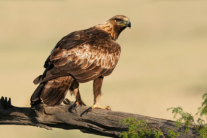 Vogelfotografie Reise Spanien
