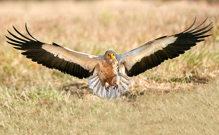 Vögel Vogelarten Extremadura