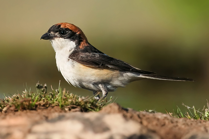 Vogelarten Vögel Spanien