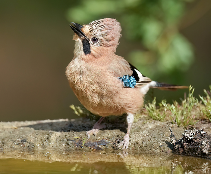 Vogelbeobachtung Spanien