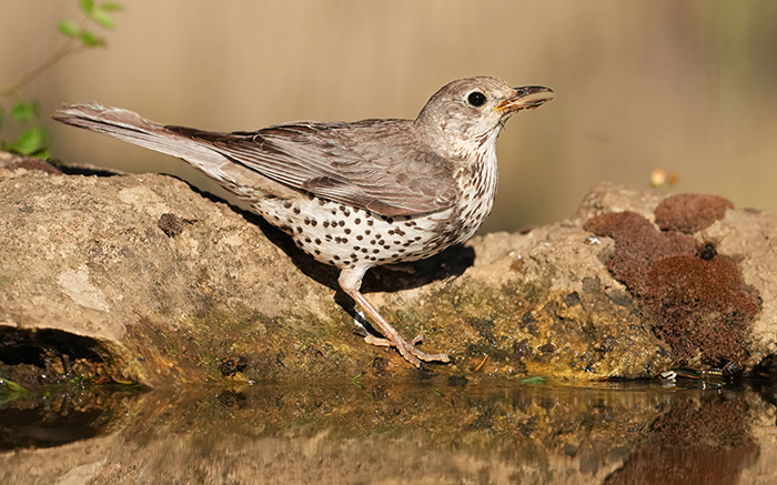Vogelbeobachtungsreise Spanien